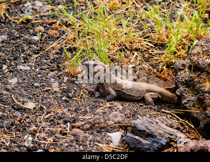 El Hierro Giant Lizard (Gallotia simonyi) Stock Photo