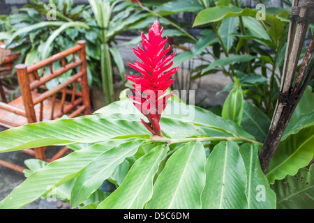 Galangal red flowers blossom in home stay Stock Photo