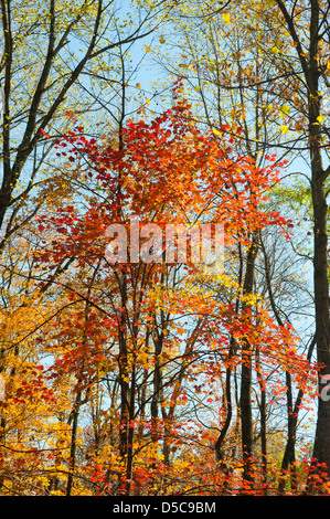 A lone maple tree in the middle of a deciduous forest, shows off its brilliant Autumn colors. Stock Photo