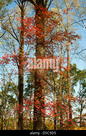 A lone maple tree in the middle of a deciduous forest, shows off its brilliant Autumn colors. Stock Photo