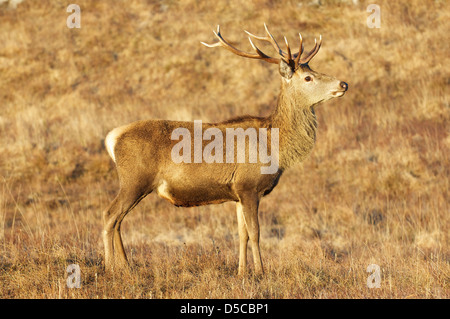 Cervus elaphus Red Deer Stag Stock Photo