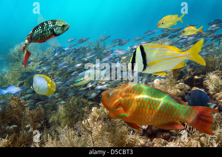 Scuba diving in a coral reef with shoal of colorful fish Stock Photo