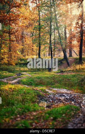 Sunny morning in beautiful autumnal oak forest Stock Photo