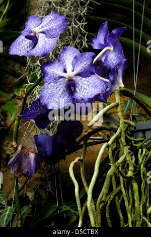 Phalaenopsis orchid blue flowers Moth orchids roots hanging flowering plant with roots Stock Photo