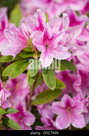 Beautiful spring flowers in bloom. Stock Photo