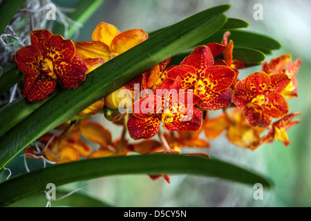 Phalaenopsis orchid flowers, petals, blooming Stock Photo