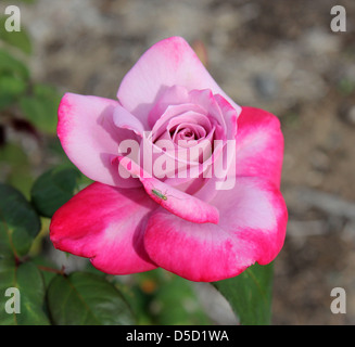 A deep mauve and pink hybrid tea rose  modern cultivar in full autumn bloom  in an urban garden. Stock Photo