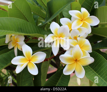 The beautiful scented flowers of the tropical  frangipanni species plumeria  with bright yellow centres are popular in weddings. Stock Photo