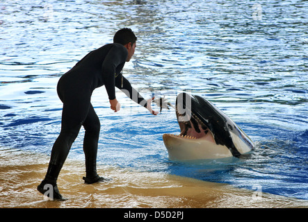 Puerto de la Cruz, Spain, man feeding a killer whale at Loro Park Stock Photo