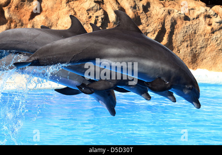 Puerto de la Cruz, Spain, dolphin show at Loro Park, their Kunststuecke