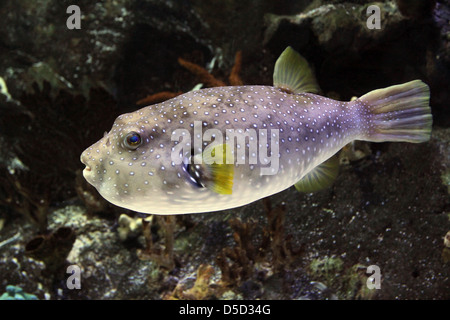 Puerto de la Cruz, Spain, white-spotted puffer fish Stock Photo