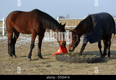 Koenigs Wusterhausen, Germany, horse playing with a pylon Stock Photo