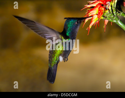 Antillean Crested Hummingbird hovers feeding on garden flowers on the Island of Mustique, St Vincent and the Grenadines Stock Photo