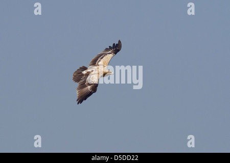 Greater spotted eagle (Aquila clanga) (light form) in flight Stock Photo