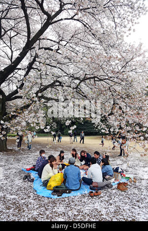 Tokyo, Japan. 29th March 2013. Japanese people having a picnic and enjoying the spring Cherry Blossom Time in Shinjuku Gyoen Park in Tokyo, Japan. This year the trees were blossoming earlier than usual but that didn't stop people enjoying the traditional picnics and eating out under the flowers. Stock Photo