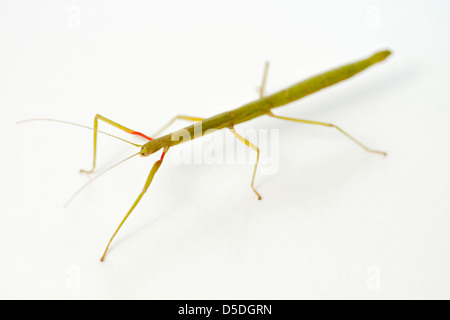 Stick insect - A specimen of the Indian or laboratory stick insect - Carausius morosus Stock Photo
