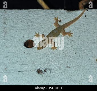 Gecko on a white wall Stock Photo