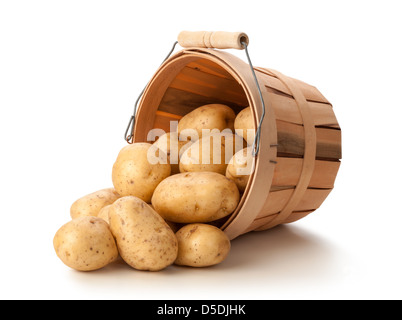 Golden Tomatoes in a Basket isolated on a white background. Stock Photo