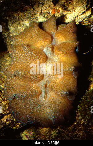 Fluted Giant Clam Tridacna squamosa, Mollusca bivalvia, Indo-pacific ocean Stock Photo