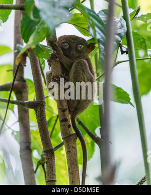 Tarsier primate sitting in a tree Stock Photo