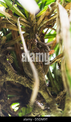 Tarsier primate sitting in a tree Stock Photo