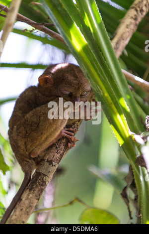 Tarsier primate sitting in a tree Stock Photo