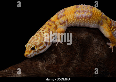 beautiful adult female Tremper albino leopard gecko (Eublepharis macularius) as pet Stock Photo