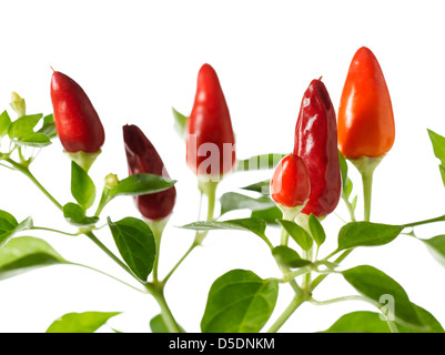 red chili pepper plant Stock Photo