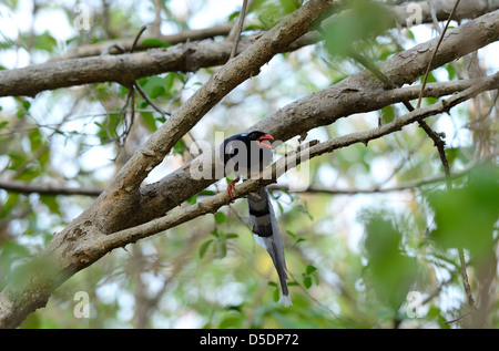 beautiful Red-billed Blue Magpie (Urocissa erythrorhyncha) at Huay Kha Khaeng Wildlife Sanctuary,Thaland Stock Photo