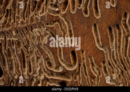 Bark beetle tracks on felled tree trunk, UK Stock Photo