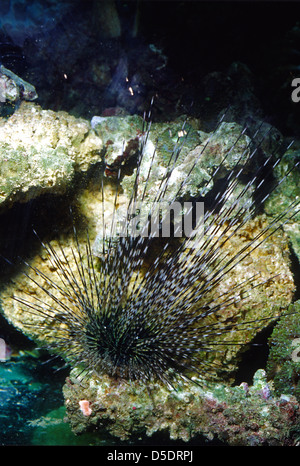 Banded sea urchin or double spined urchin Echinothrix calamaris, Diadematidae Indo-pacific ocean Roberto Nistri vertical urchins Stock Photo