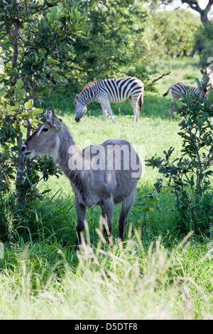 Flock of Waterbuck antelopes. South Africa, Kruger's National Park. Stock Photo