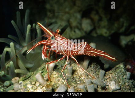 camel shrimp vs peppermint shrimp