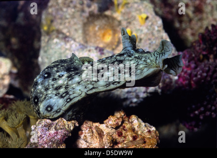 Spotted sea hare, Aplysia dactylomela, a large sea slug, in a Stock ...