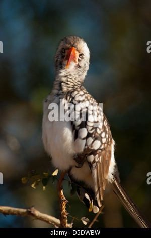 Northern red-billed hornbill (Tockus erythrorhynchus) Stock Photo