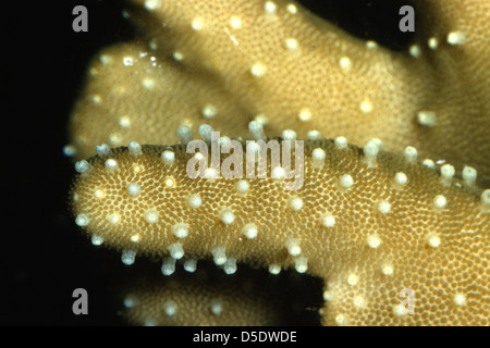 Devil's Hand Leather  Lobophytum sp., Alcyoniidae, Indo-pacific ocean Stock Photo