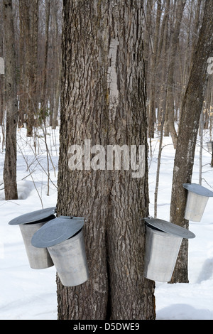 Maple syrup production, springtime. Pails for collecting maple sap. Stock Photo