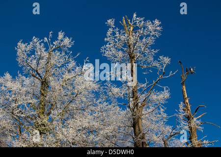 frosty dec morning bishops stortford herts england Stock Photo