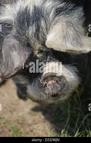 Kunekune pig basking in the sun. Forest of Dean, Gloucestershire. UK Stock Photo