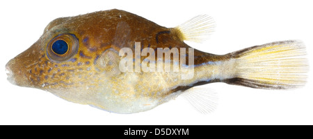 Canthigaster rostrata (Caribbean Sharp-Nose Puffer) Stock Photo