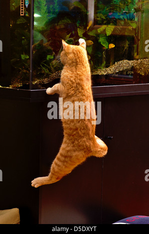 Red cat catching fish in aquarium Stock Photo