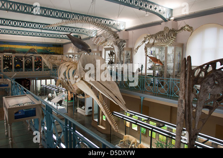 The Museum of Natural History, Lille, France Stock Photo