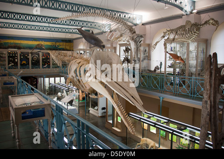 The Museum of Natural History Lille France Stock Photo