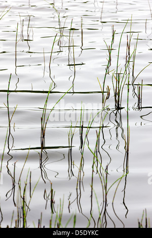 Marsh grass and reflections in a tundra lake in the western section of Denali National Park, Alaska, USA Stock Photo
