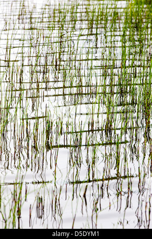 Marsh grass and reflections in a tundra lake in the western section of Denali National Park, Alaska, USA Stock Photo
