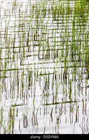 Marsh grass and reflections in a tundra lake in the western section of Denali National Park, Alaska, USA Stock Photo