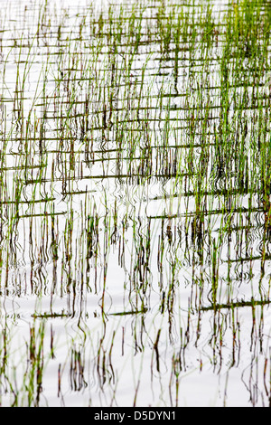 Marsh grass and reflections in a tundra lake in the western section of Denali National Park, Alaska, USA Stock Photo