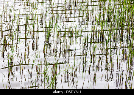 Marsh grass and reflections in a tundra lake in the western section of Denali National Park, Alaska, USA Stock Photo