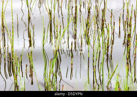 Marsh grass and reflections in a tundra lake in the western section of Denali National Park, Alaska, USA Stock Photo