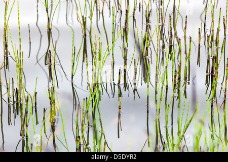 Marsh grass and reflections in a tundra lake in the western section of Denali National Park, Alaska, USA Stock Photo